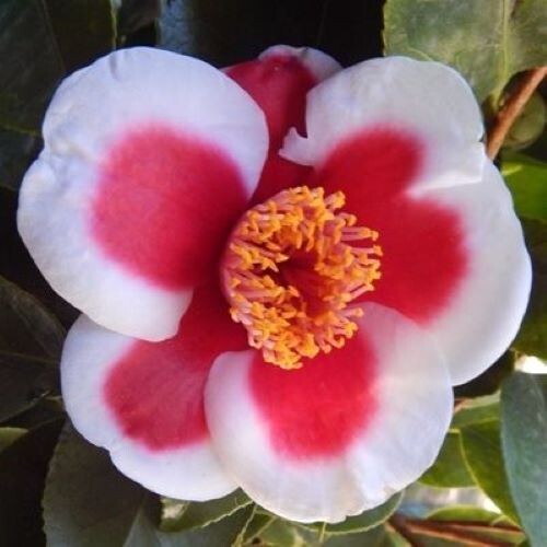 **TAMA ELECTRA**Unique Bloom**Camellia Japonica-Live Starter Plant -USA SELLER-