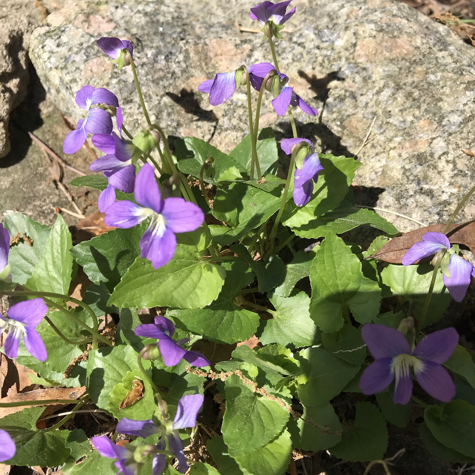 25 Purple Violets Live Starter Plants Bulbs Perennial Bare Root Flower Garden