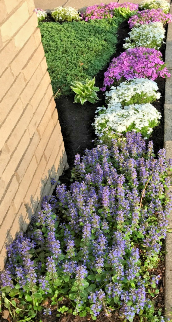 Bugleweed Ajuga Perennial Ground Cover Bare Roots 15 Live Plants Very Healthy