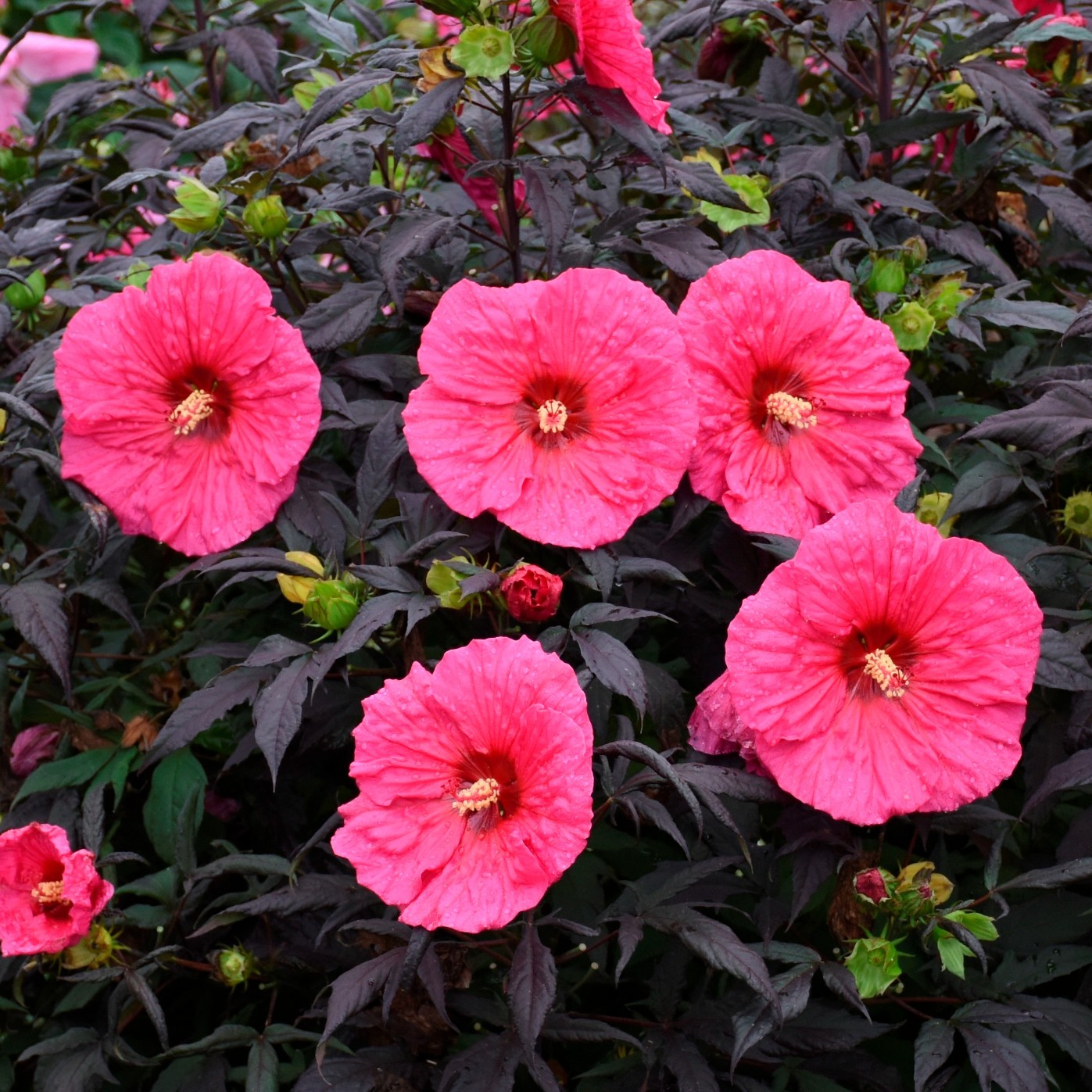 bush hibiscus EVENING ROSE pink hardy perennial 2.5″ pot = 1 Live Potted Plant