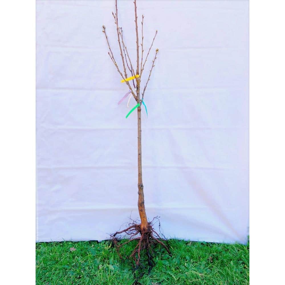3-In-1 Cherry Jubilee Tree Bare Root 3-4 Ft Tall