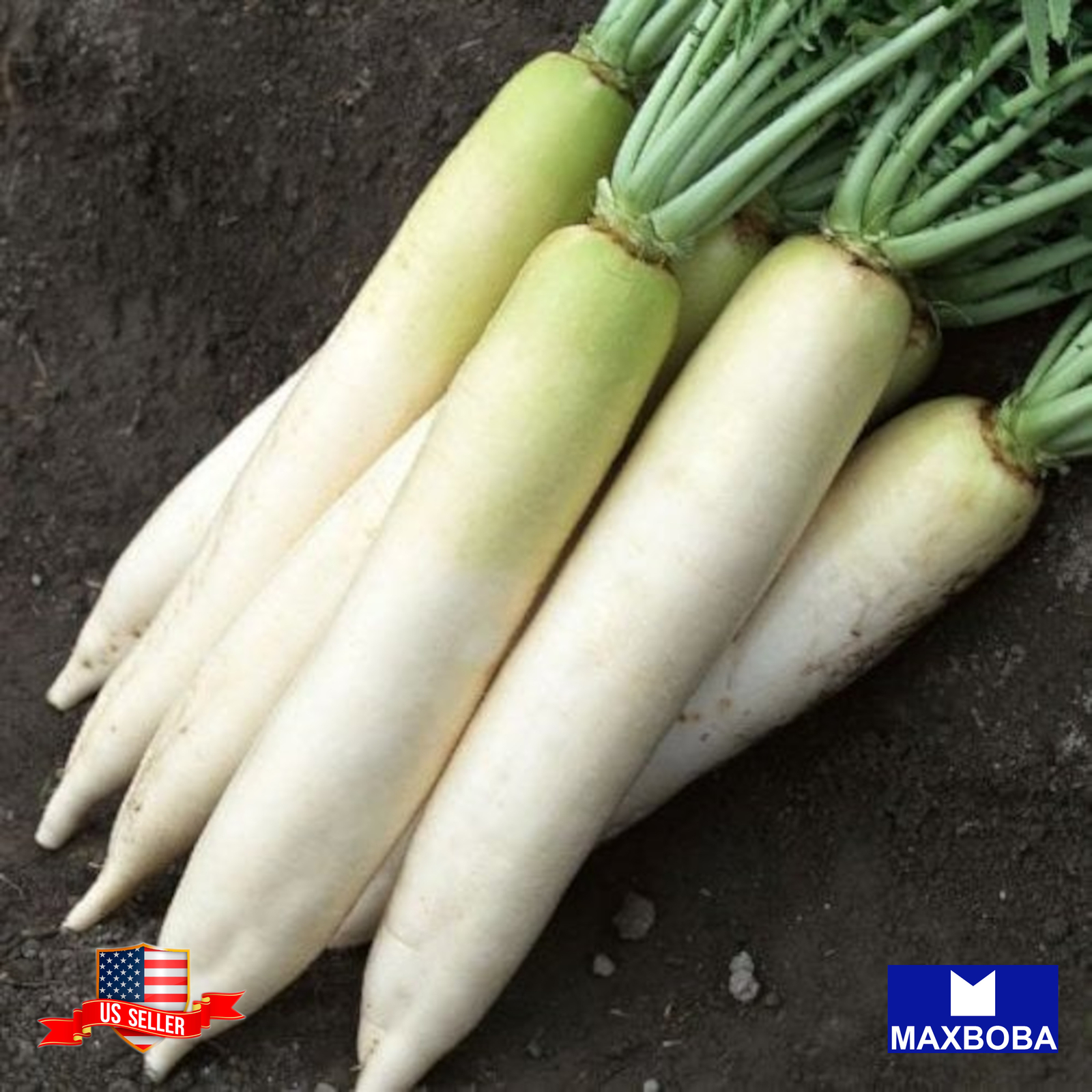 Radish Seeds Daikon Minowase Non-GMO Heirloom