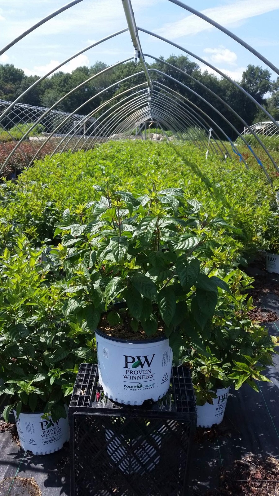 Green Promise Farms Proven Winners – Cephalanthus Occidentalis Sugar Shack