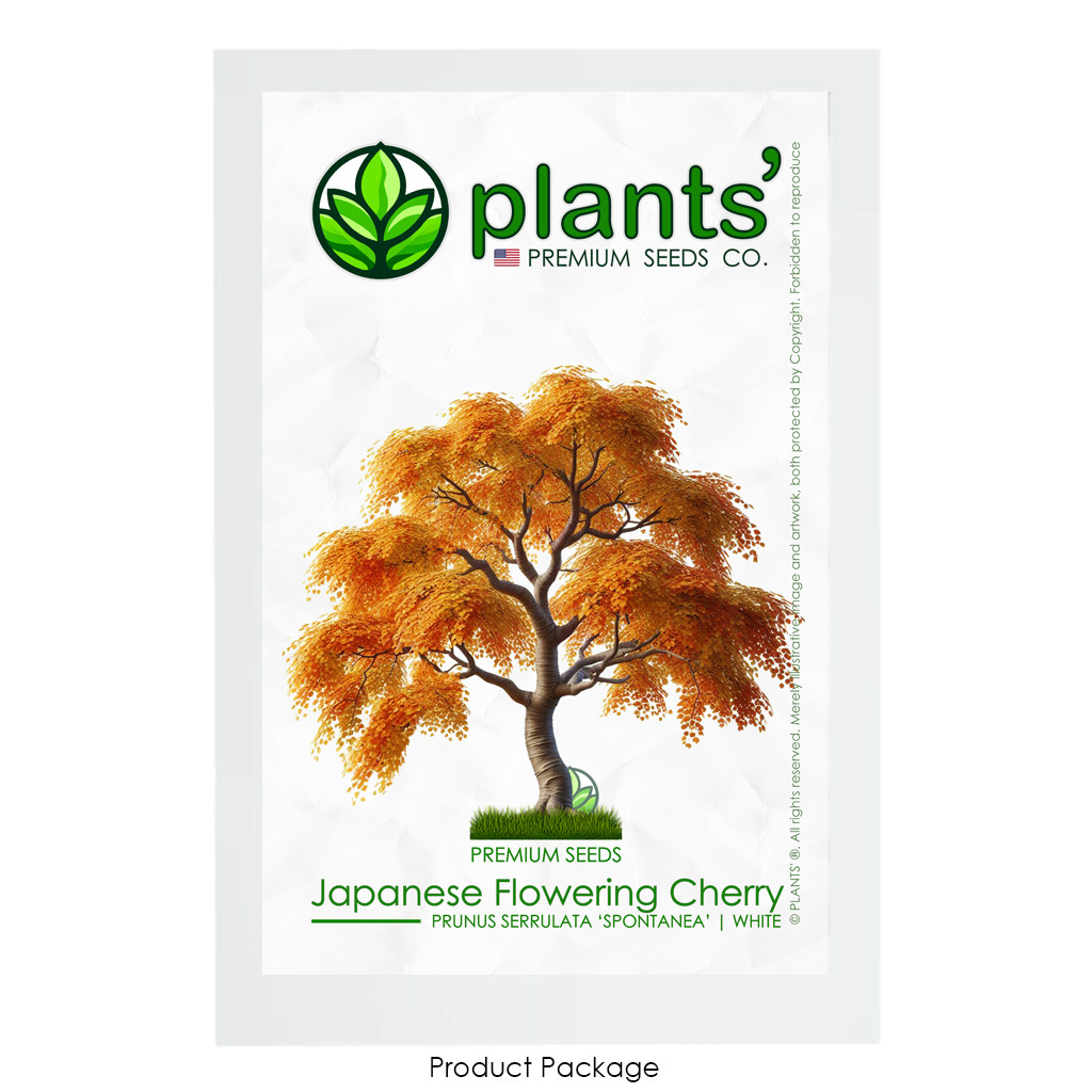 Japanese Cherry Tree | Premium Seeds | Prunus serrulata Spontanea Fall | Plants’
