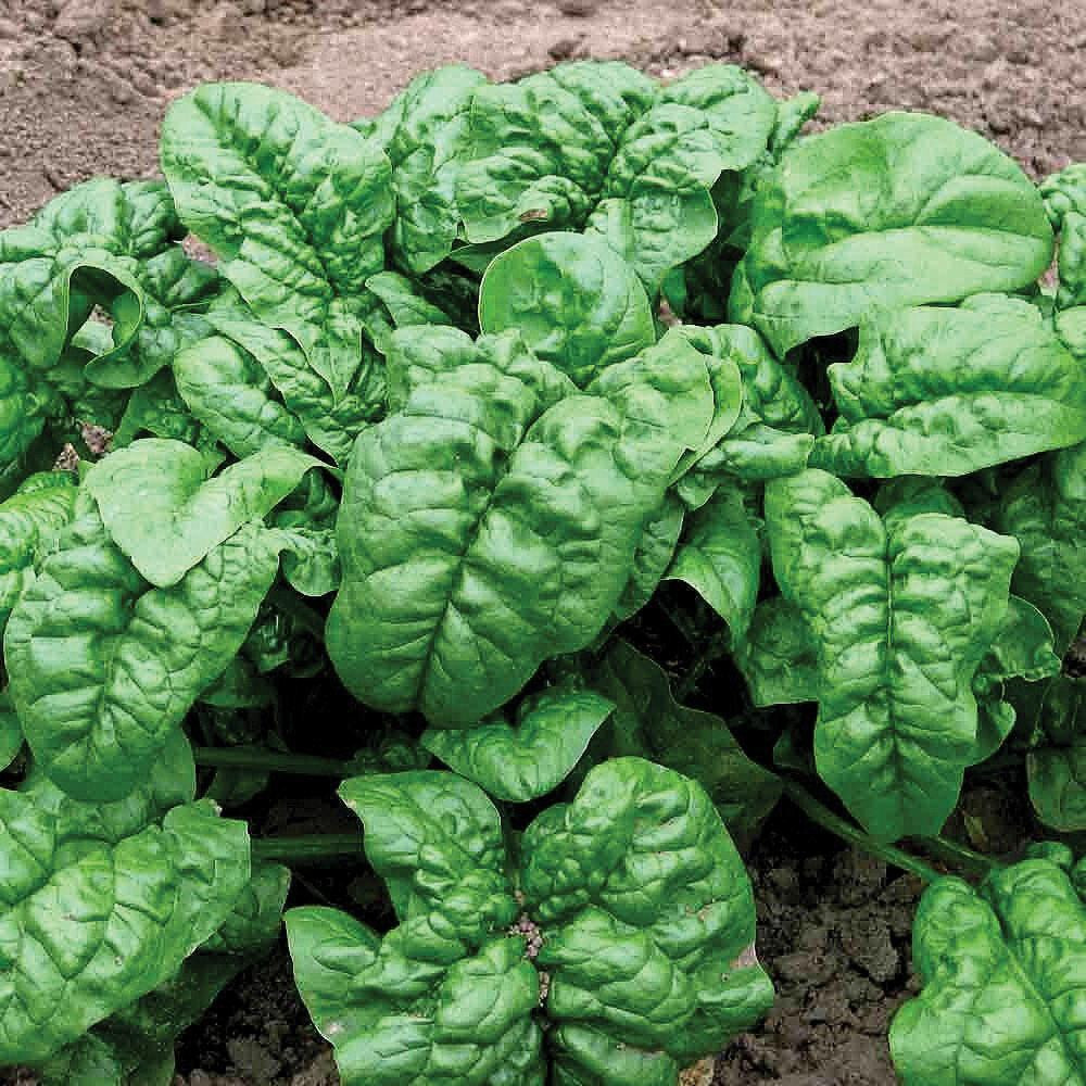 100+ GIANT NOBLE SPINACH SEEDS FRESH HARVEST FOR GARDENS