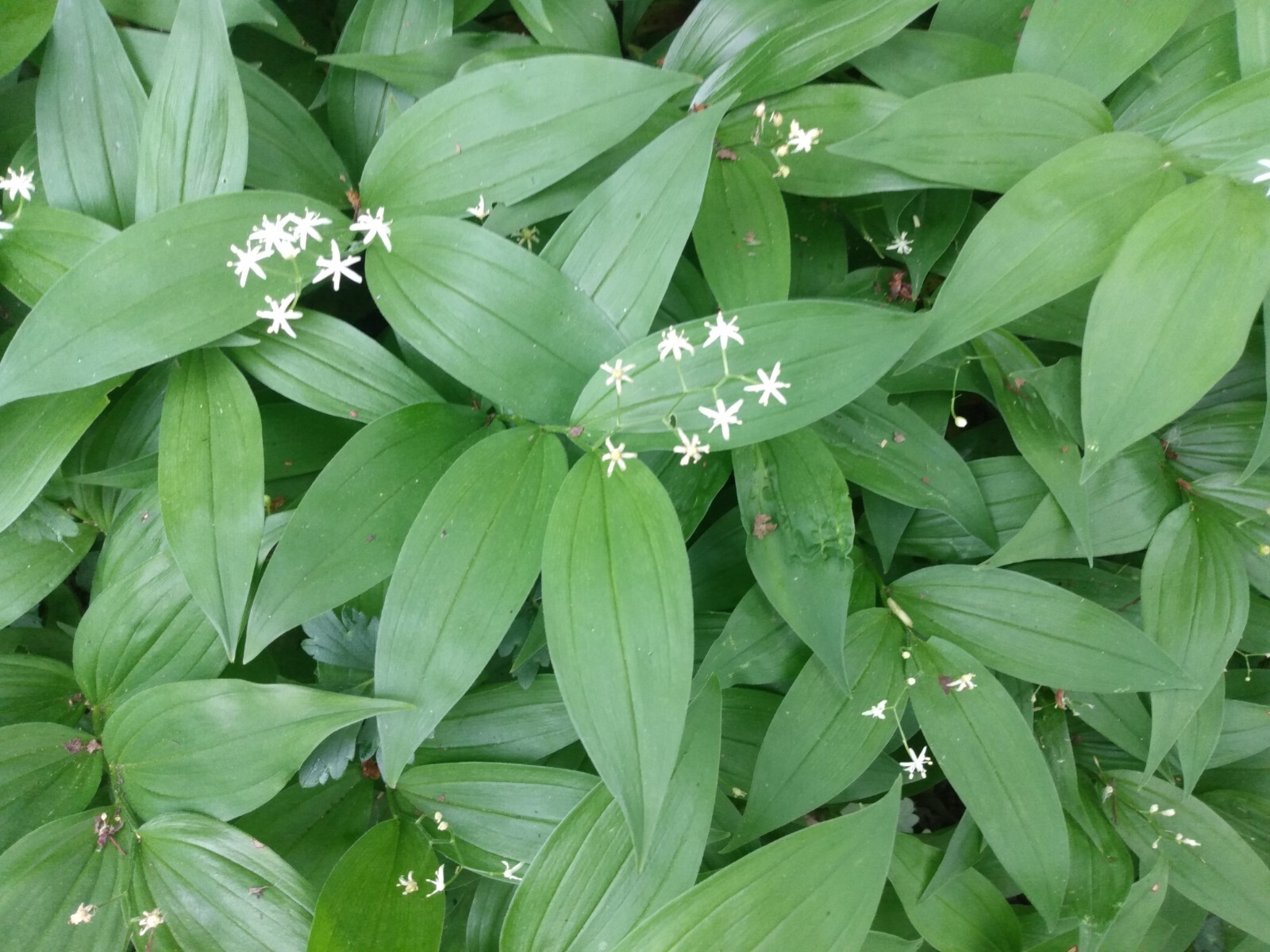 5 Star-Flowered Lily Of The Valley LIVE PLANTS Bare Root Rhizomes Wild Flowers