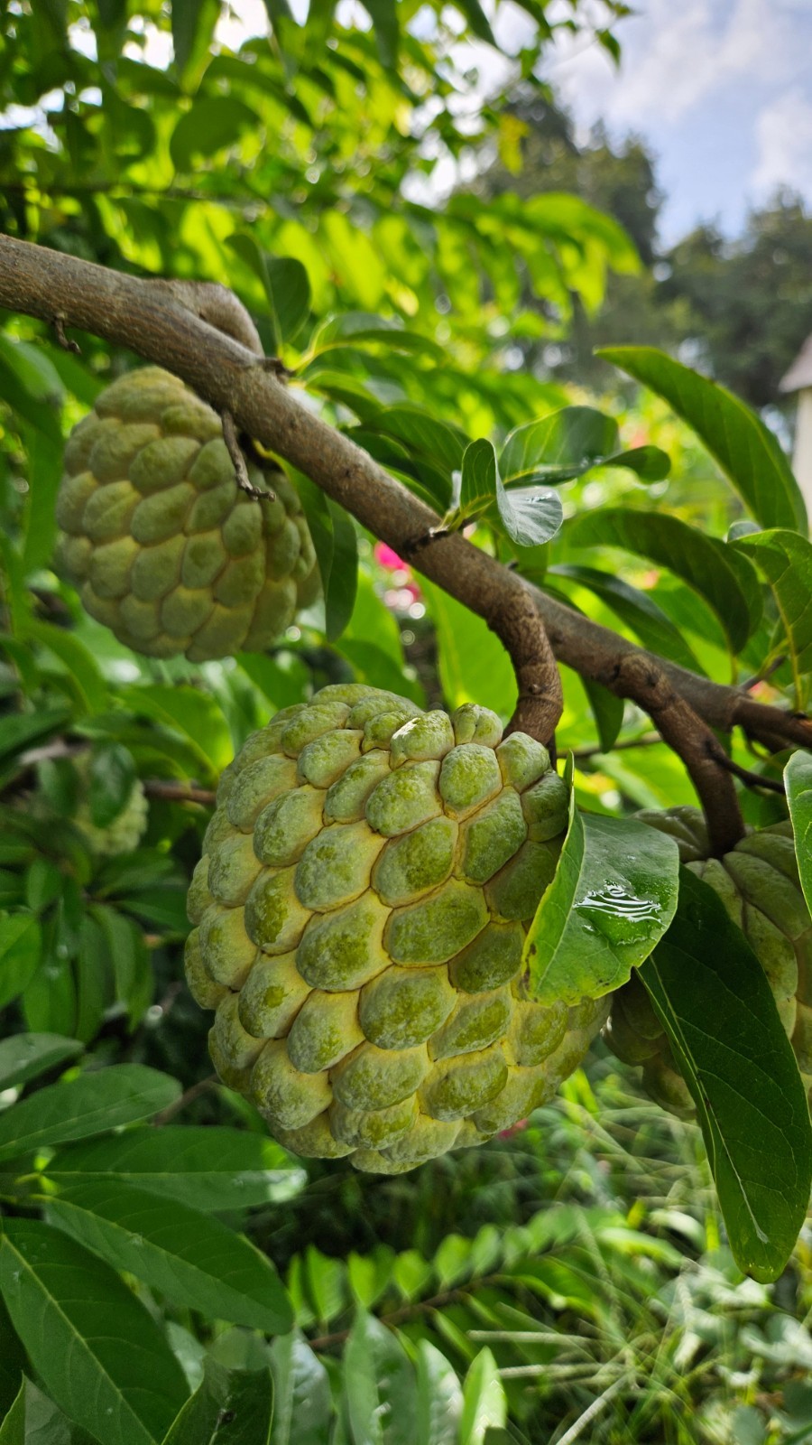 Organic Sugar Apple Seeds 60 pieces Annona Squamosa FRESH HARVEST 9/2025