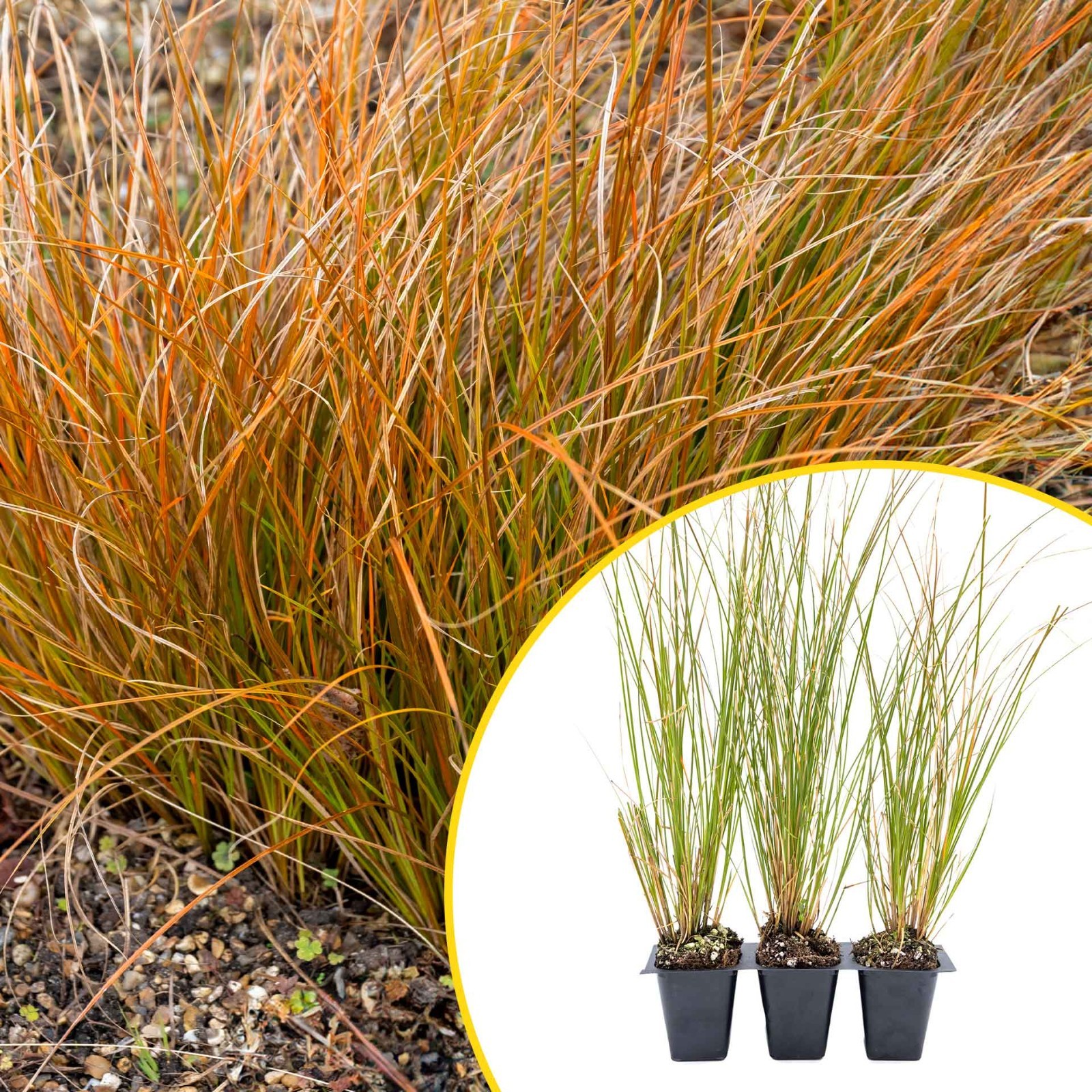 3 Orange New Zealand Sedge, Live Plants in 2.5″ Cubes (Carex testacea)