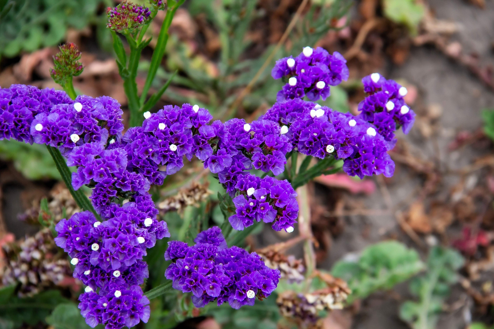 50 PURPLE STATICE / SEA LAVENDER Limonium Sinuatum Flower Seeds *Comb S/H