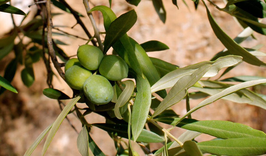 10+ Calabria (Green Gold) Olive Seeds for Garden Planting – USA – FAST SHIPPING!