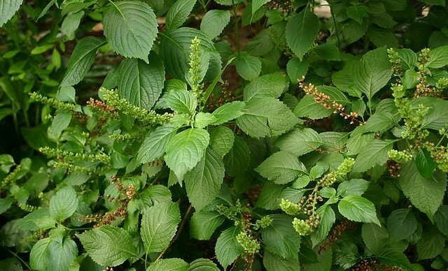 Ocimum gratissimum | West African Wild Clove Basil | 50_Seeds