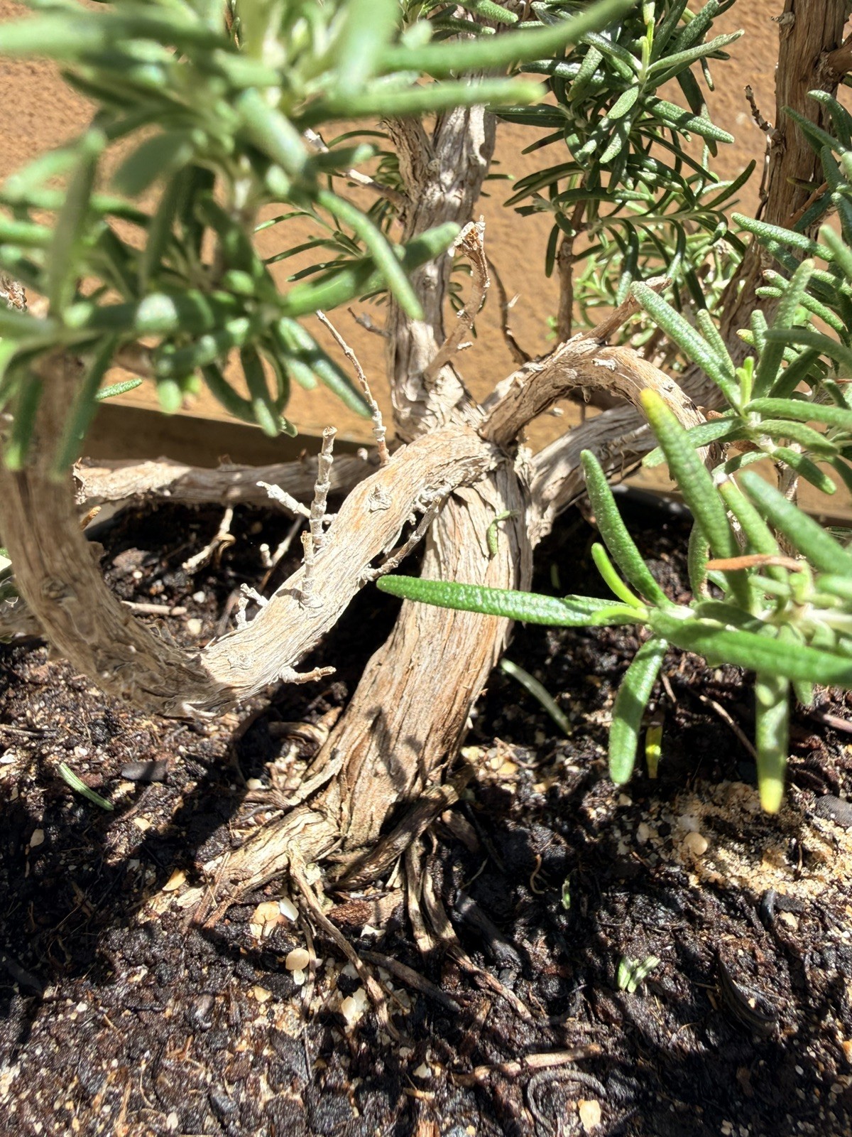 Rosemary Rosmarinus Pre Bonsai Dwarf Shohin Nice Movement Trunk Flowers Fragrant