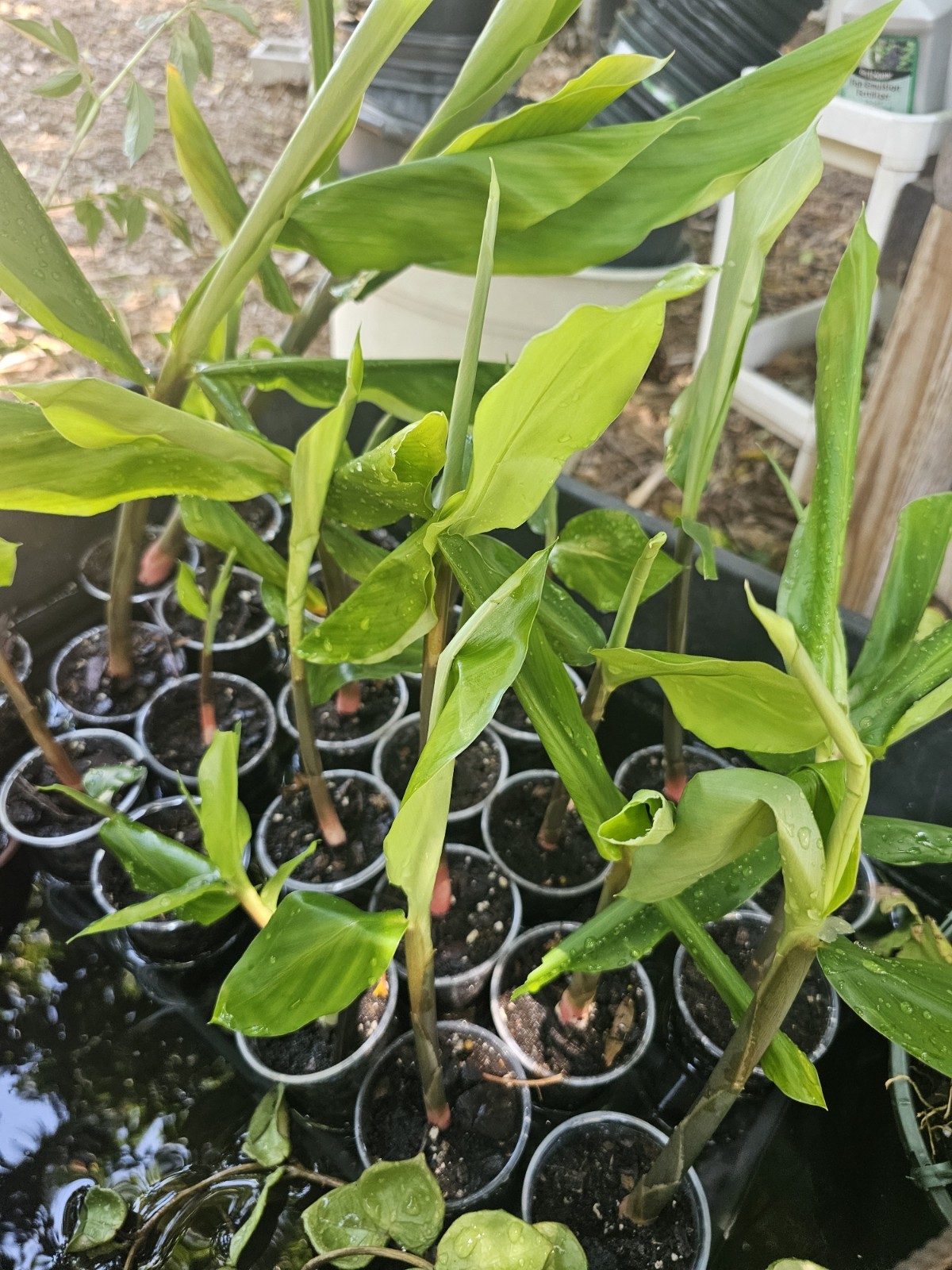 SHAMPOO Ginger PINK Zingiber zerumbet Edible NOT RHIZOME LIVE PLANT 8-10″
