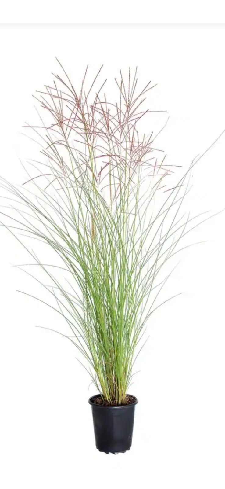 Ornamental Grass (Bare-Root shipped) Plant Green Perennial
