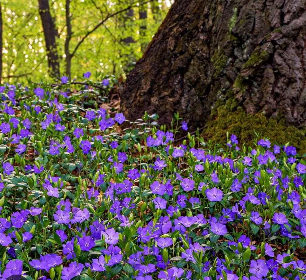25+Vinca Minor Periwinkle Creeping Myrtle~Live Plants~Ground Cover CT Garden