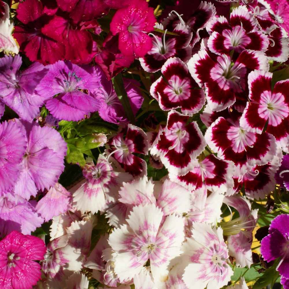 5 LBS Dianthus Sweet William Seed Mix For Planting | Xeriscape Landscaping