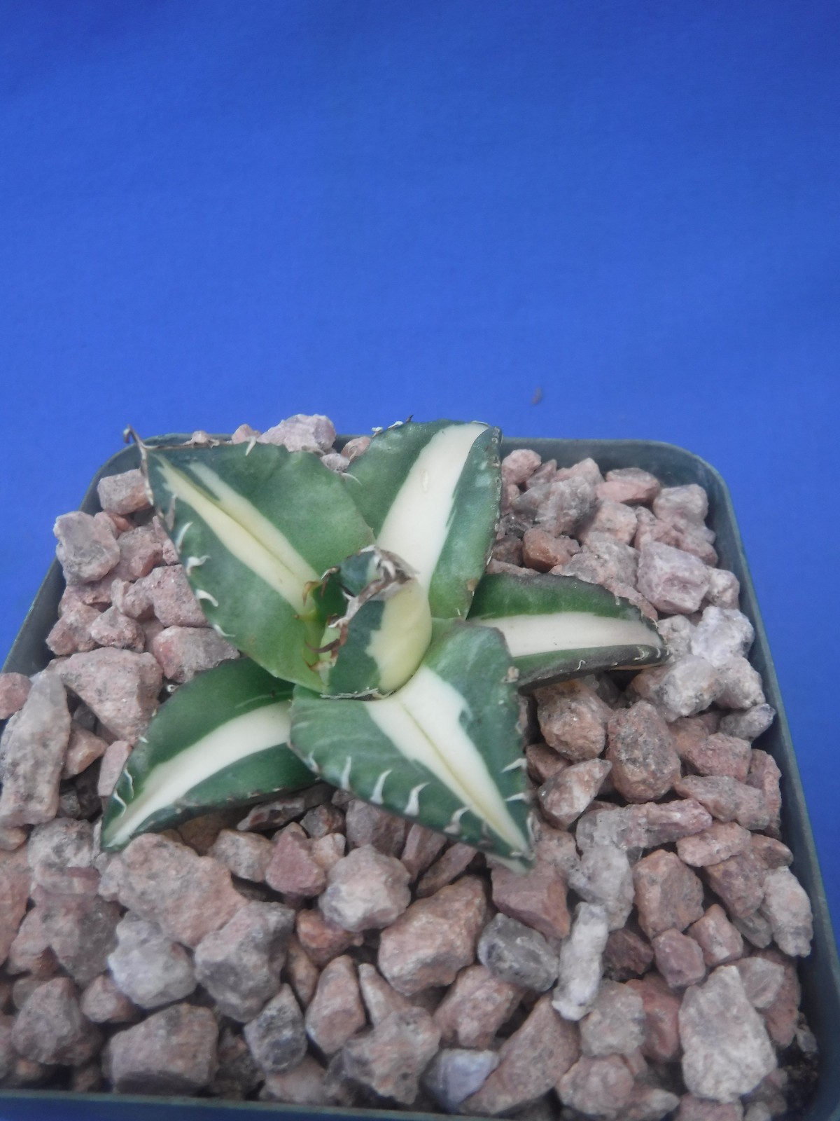 Agave titanota “Sabertooth Tiger” Cousin of “Snaggle Tooth” VARIEGATED 2″-3″ Wd