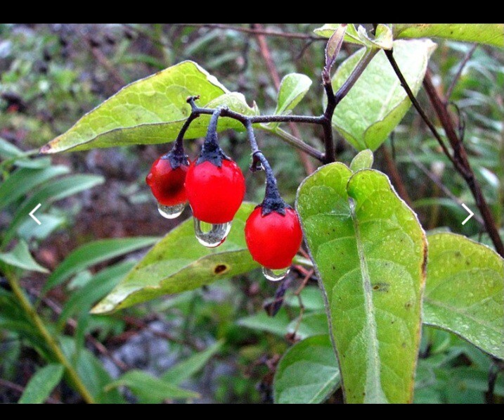 Solanum Dulcama, Climbing Nightshade, Woody Nightshade, Bittersweet Nightshade