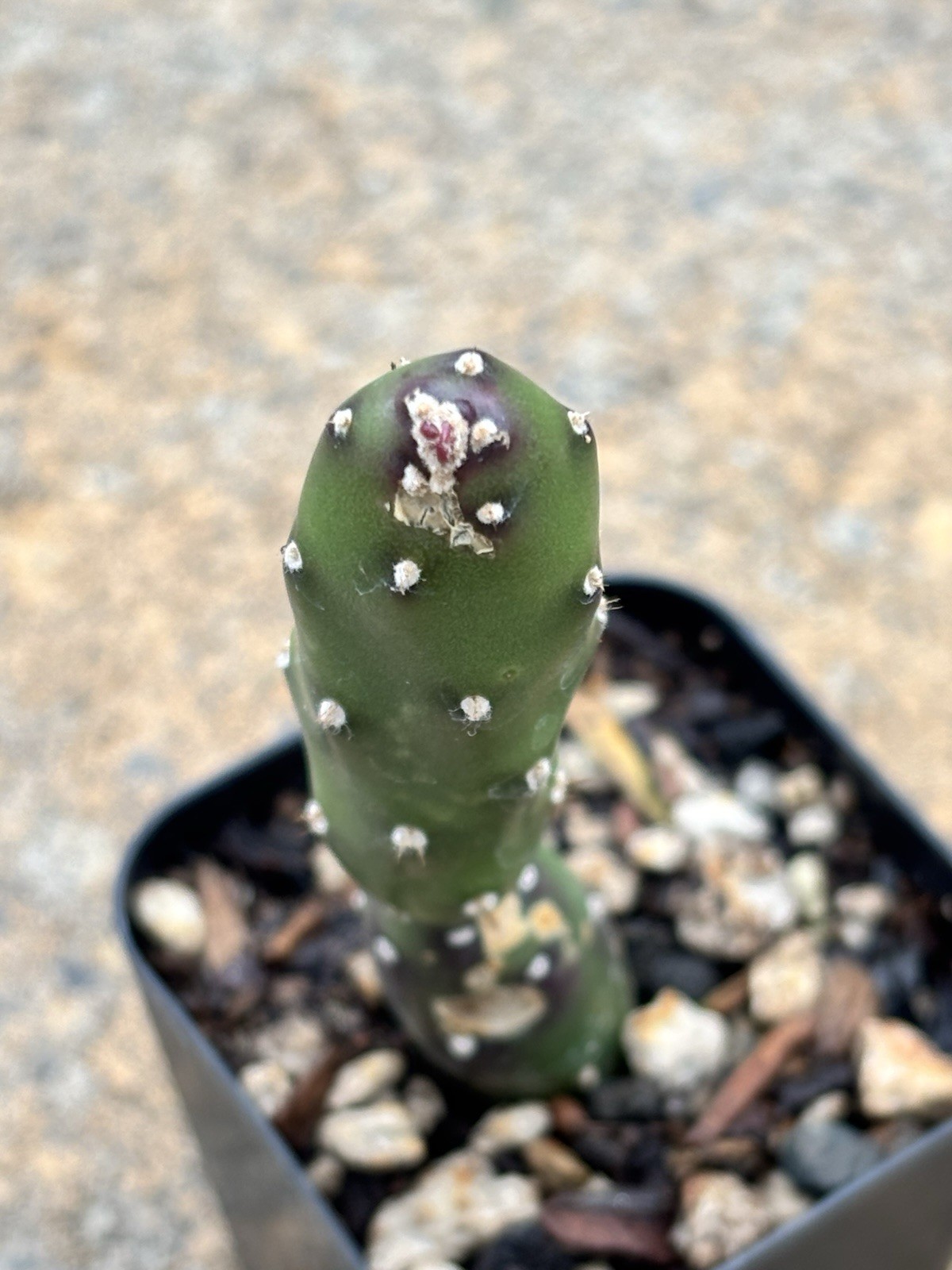 Miniature Opuntia, Unknown Species, Rare Korean Import Cactus