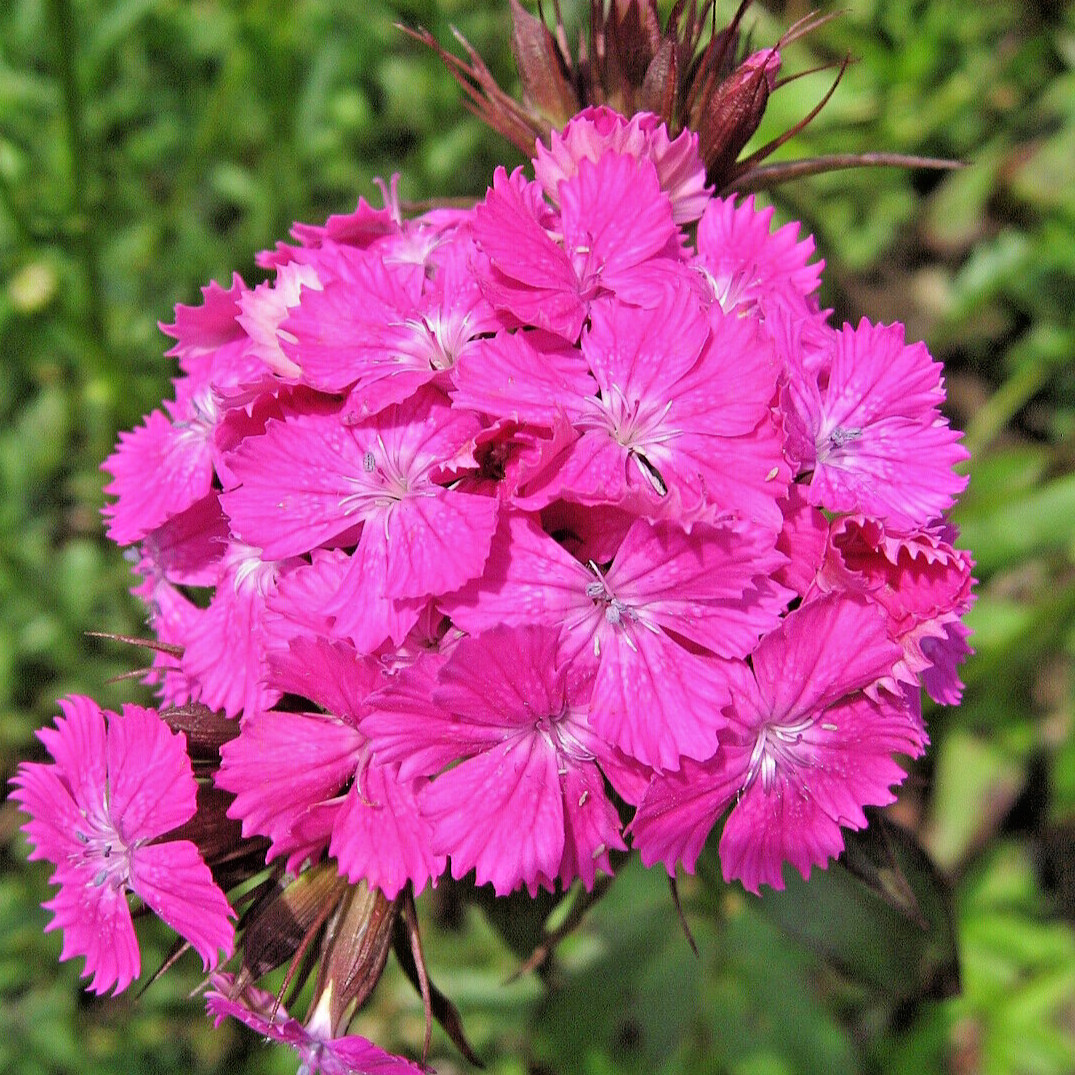 1000 PINK DIANTHUS Seeds (Dianthus barbatus) Perennial Hardy Garden Flower Plant