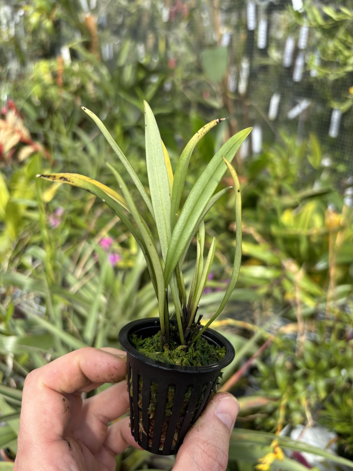 Masdevallia lamprotyria FRAGRANT miniature orchid species bloom size