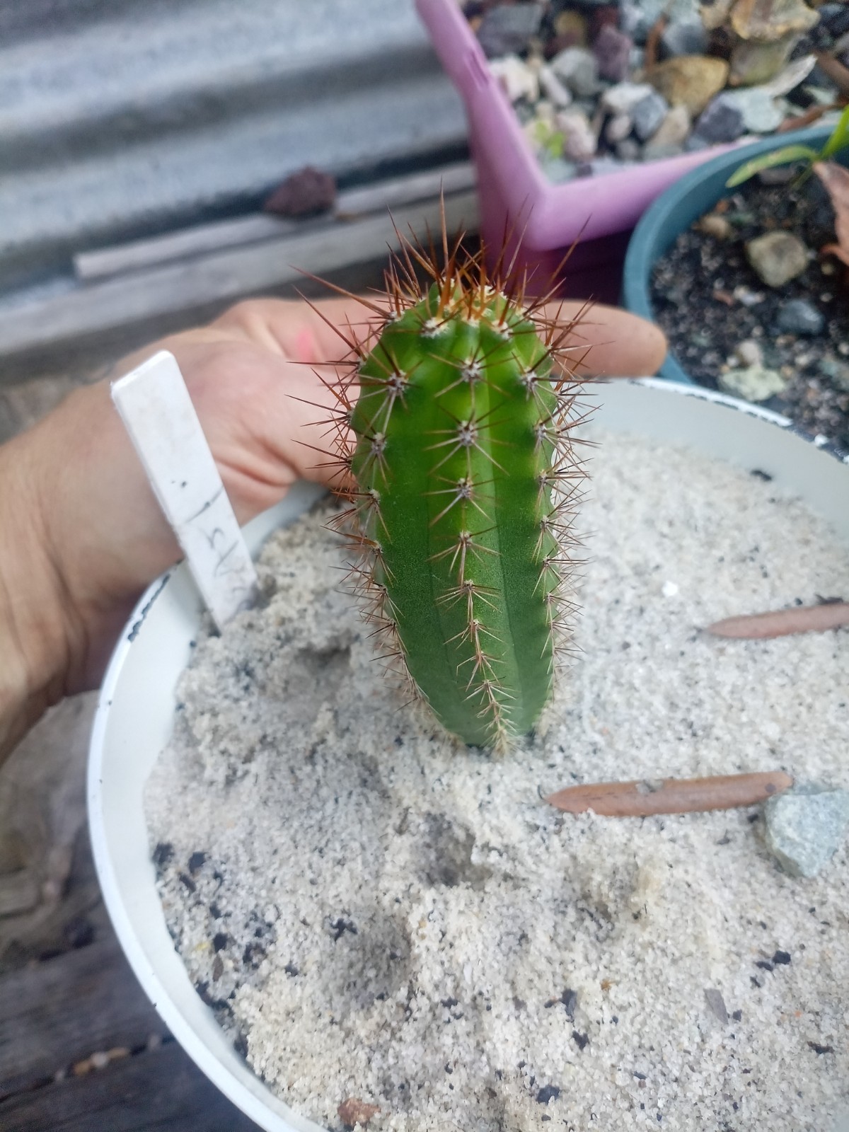 Echinopsis Rare Seed Grown Yearling packs of 5 for 20$?Cultivars In Description