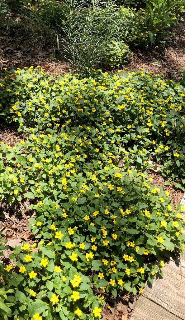 Goldenstar Green and Gold Chrysogonum 15 Plants in 3-1/2 inch Pots