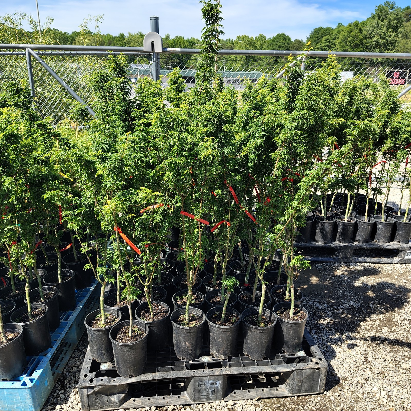 Shishigashira ( Lions Head ) Japanese Maple Tree – Live Plant – ( 2.5 QT )