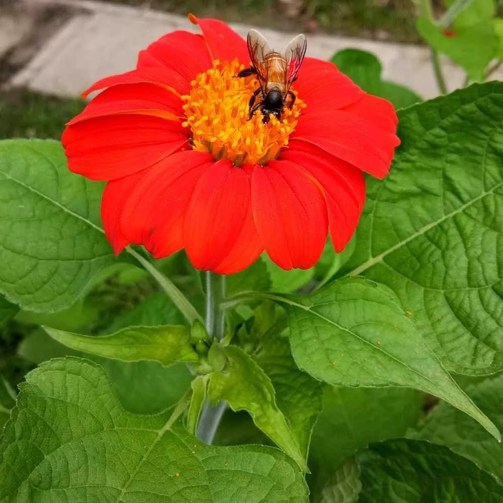 200+ MEXICAN TORCH SUNFLOWER SEEDS – Bees Butterflies Hummingbirds ——- FRESH