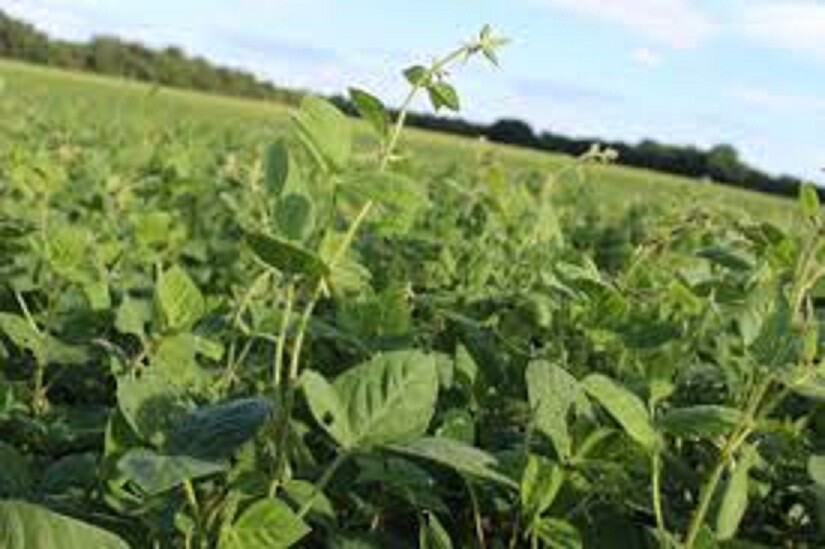 Non GMO Black Laredo Soybean Seeds for Wildlife Food Plots & Cover Crop