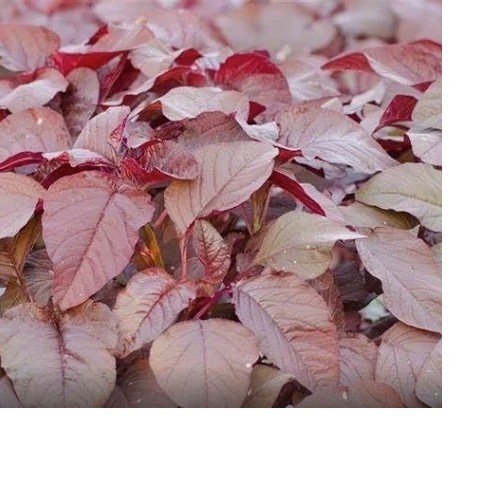 New 2026 Red Amaranth/ Lu Hsien / Seeds – 1 gram (~500 Seeds) – Free Shipping
