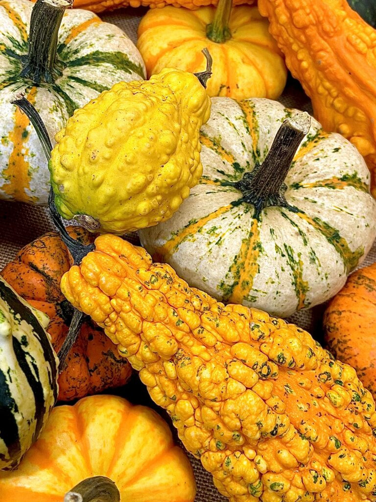 Large Mix Ornamental Gourd Seeds |Decorative Fall Autumn Winter Squash Seed 2025
