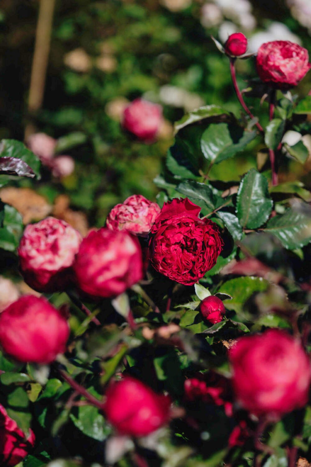 Pink N. Pretty garden rose plant flower bush shrub