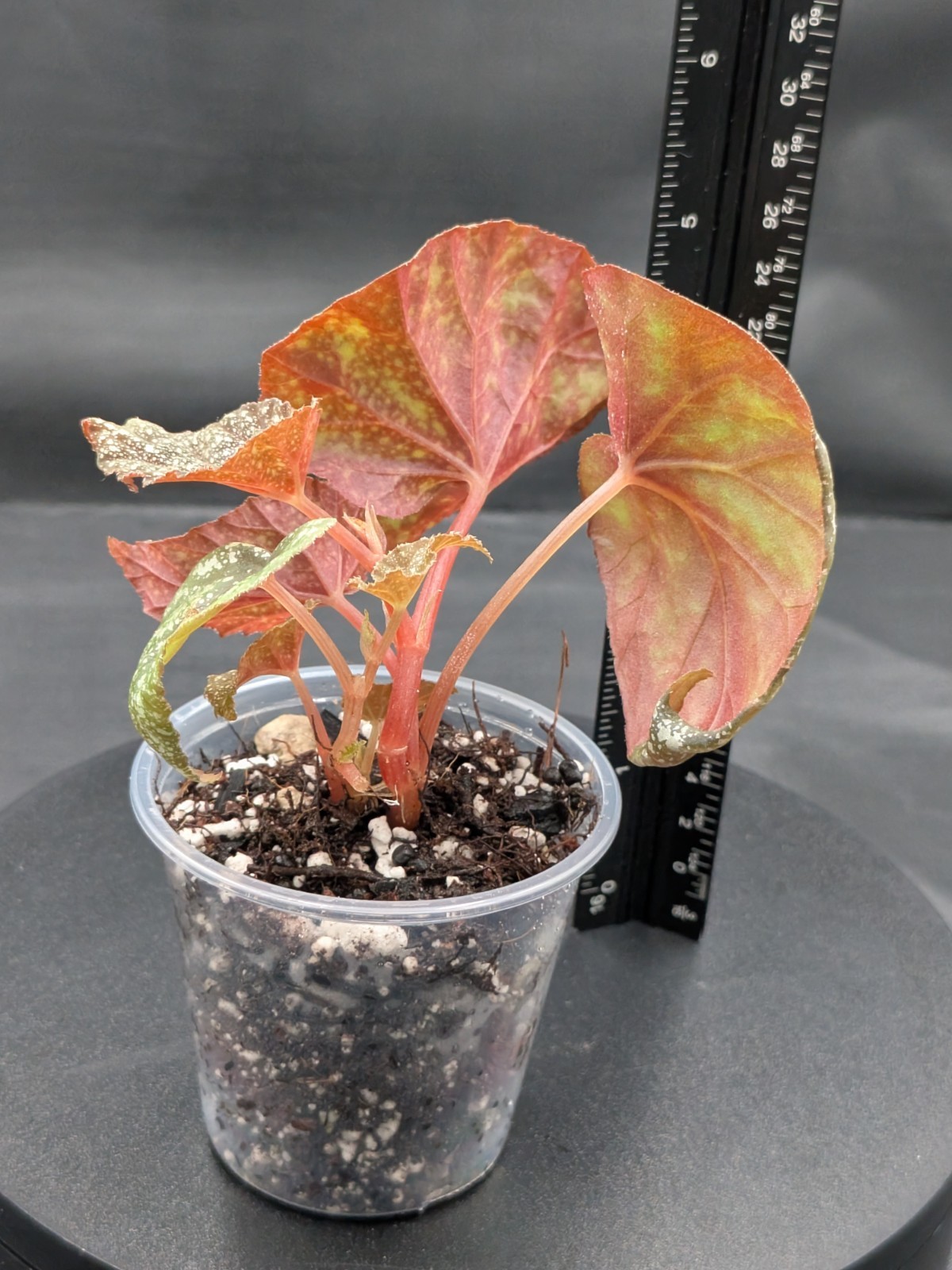 🪴Begonia ‘Moona’-Begonia curtisii ‘Galaxy’x begonia variabilis- Rooted Plant