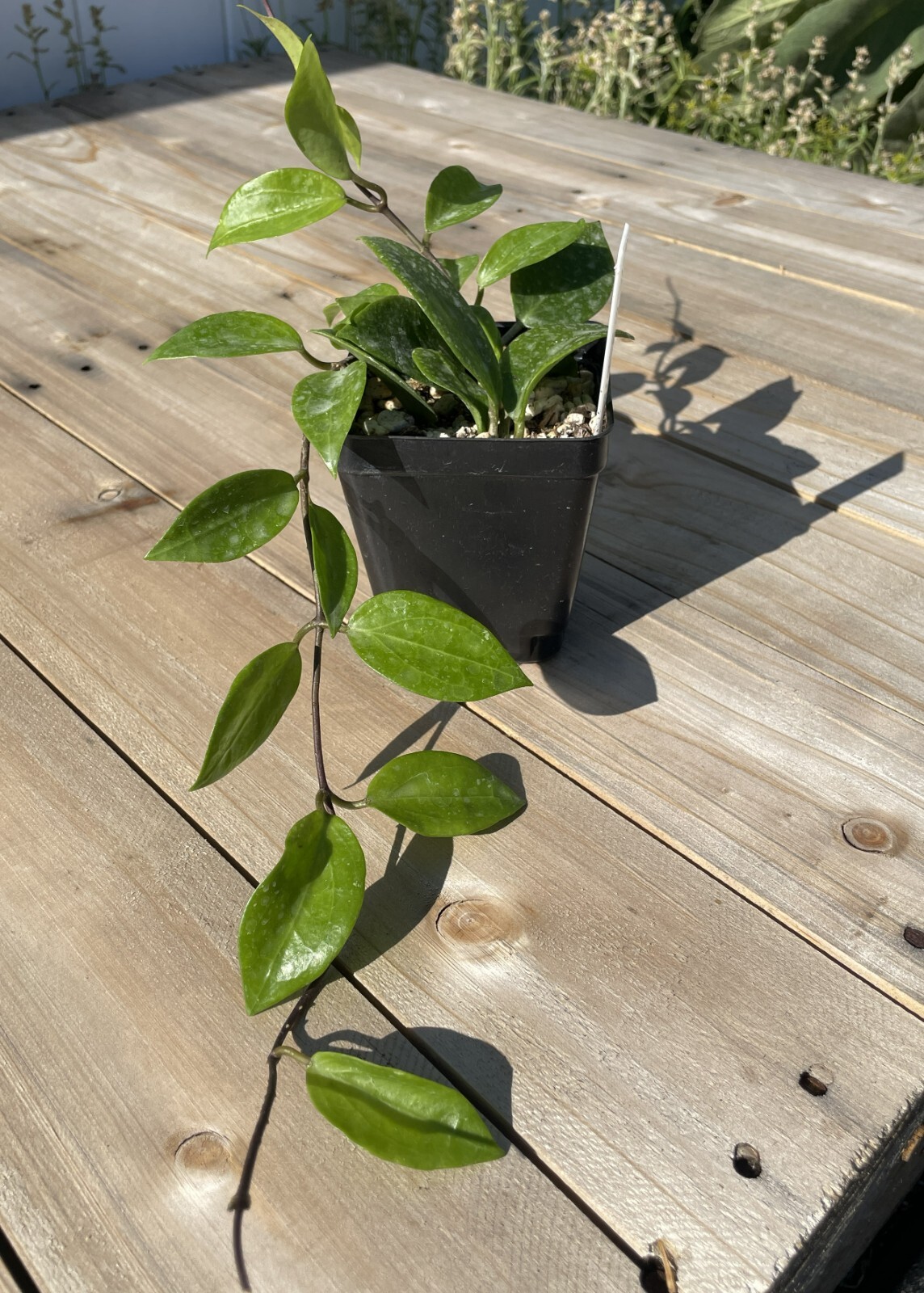 Hoya Limoniaca RARE! Exact Plant! Rooted – Grown In 3.5″ pot – Very Healthy