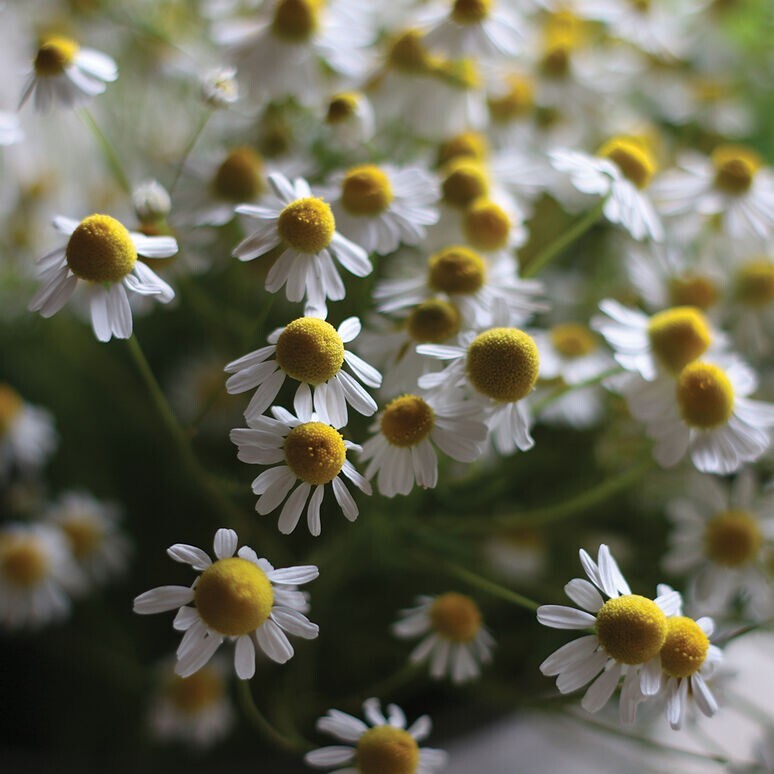 500+ Chamomile seeds