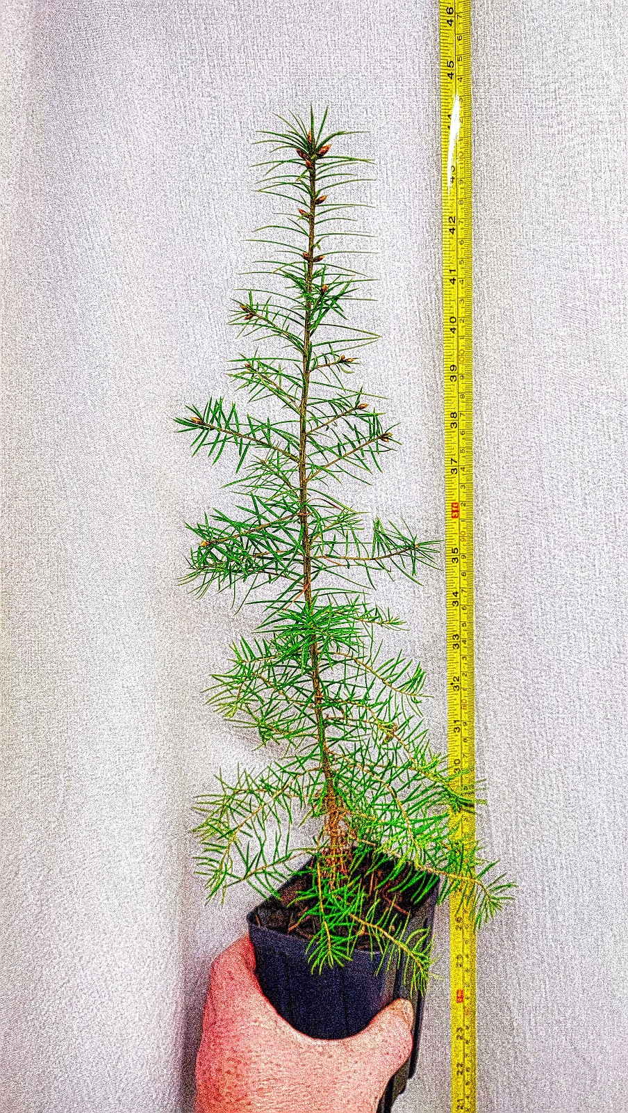 Douglas-fir tree in nursery pot. Pre Bonsai Landscape Christmas. Pseudotsuga.