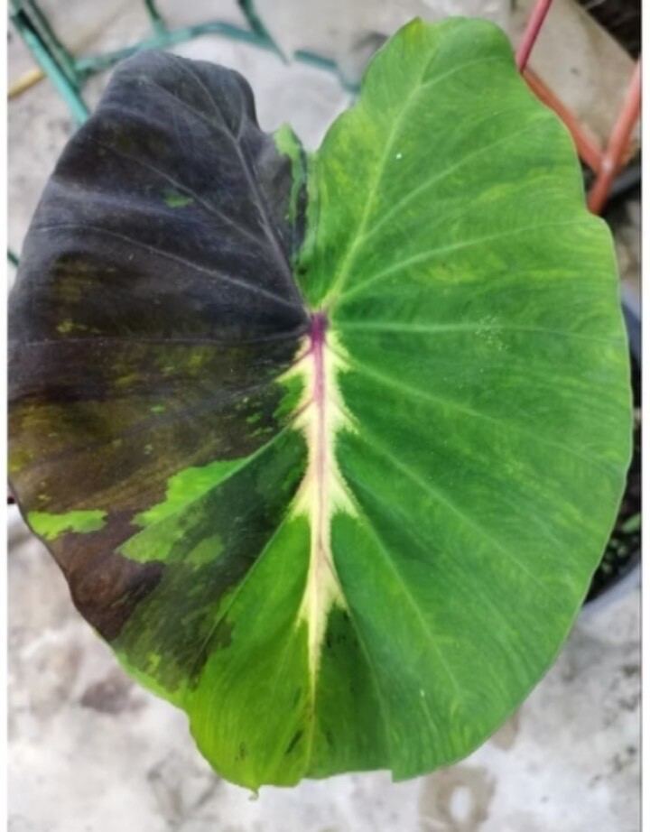 AUTHENTIC Colocasia Starlight 1 bulbs