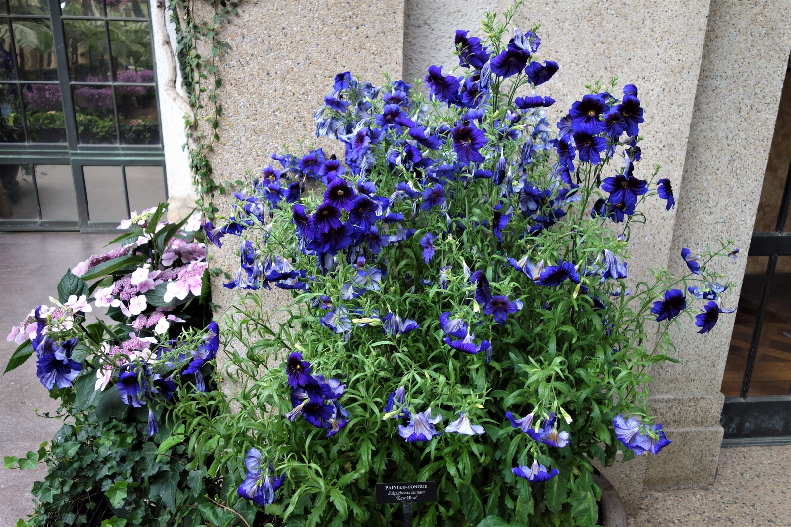 50 Organic KEW BLUE PAINTED TONGUE Salpiglossis Sinuata Trumpet Flower Seeds