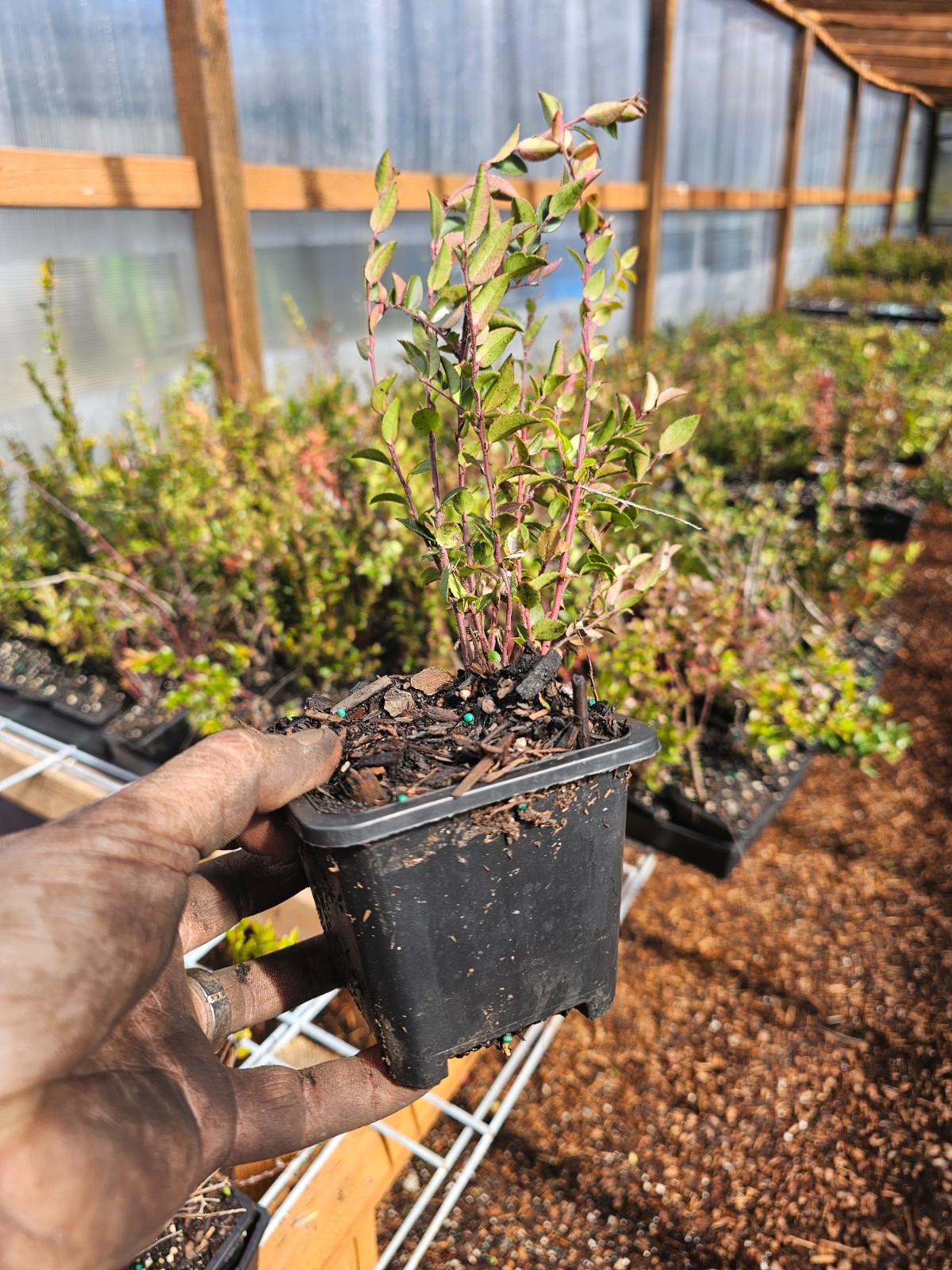 one medium wild huckleberry plants 4″ pot vaccinum ovatum evergreen berry bush