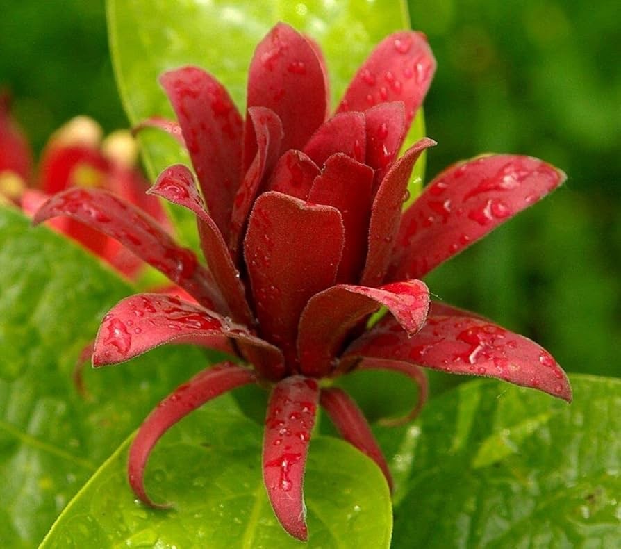 1 Sweet Shrub 12-24″ Calycanthus floridus Bare Root