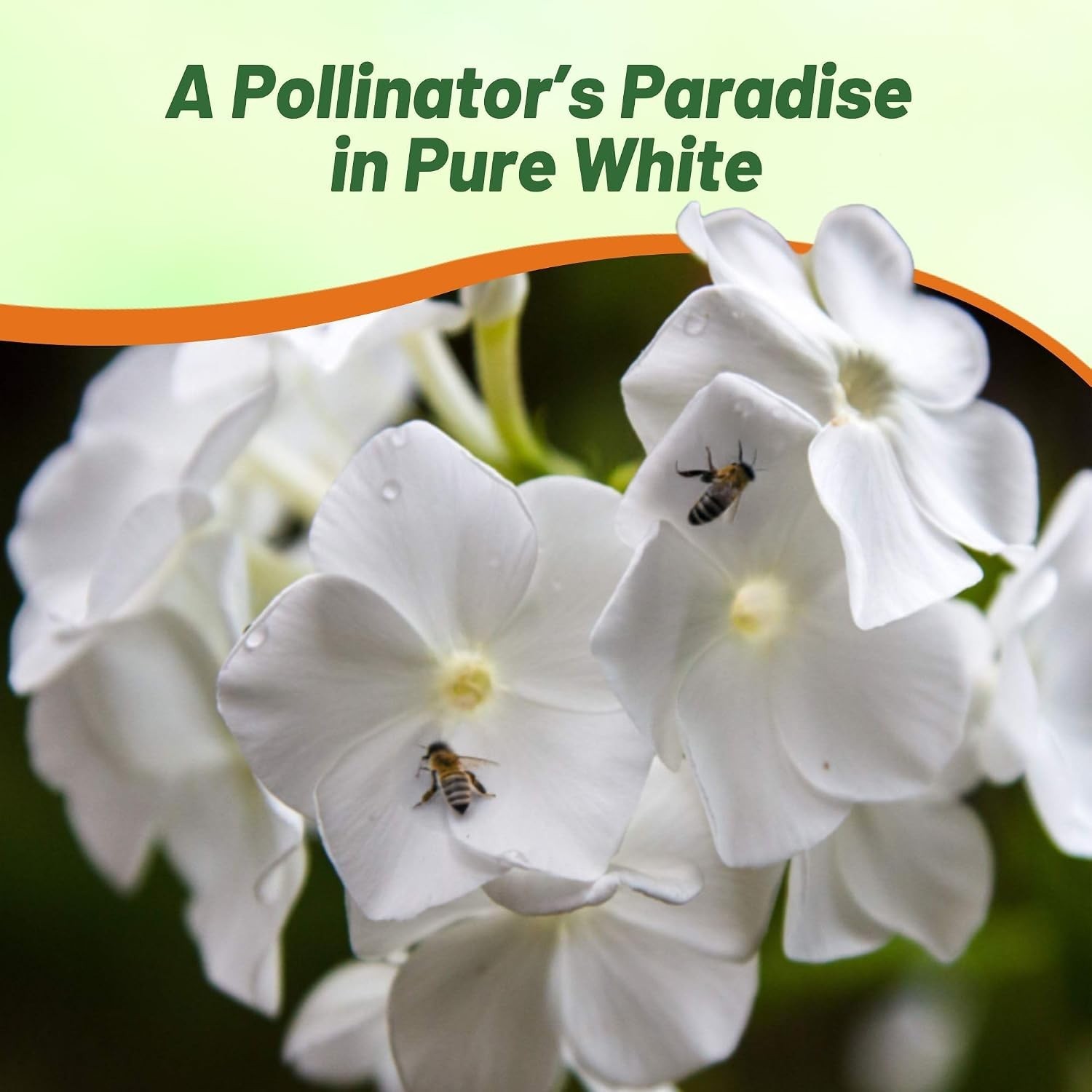 Vibrant White Phlox Seeds – Long Blooming, Self-Seeding, Pollinator-Friendly