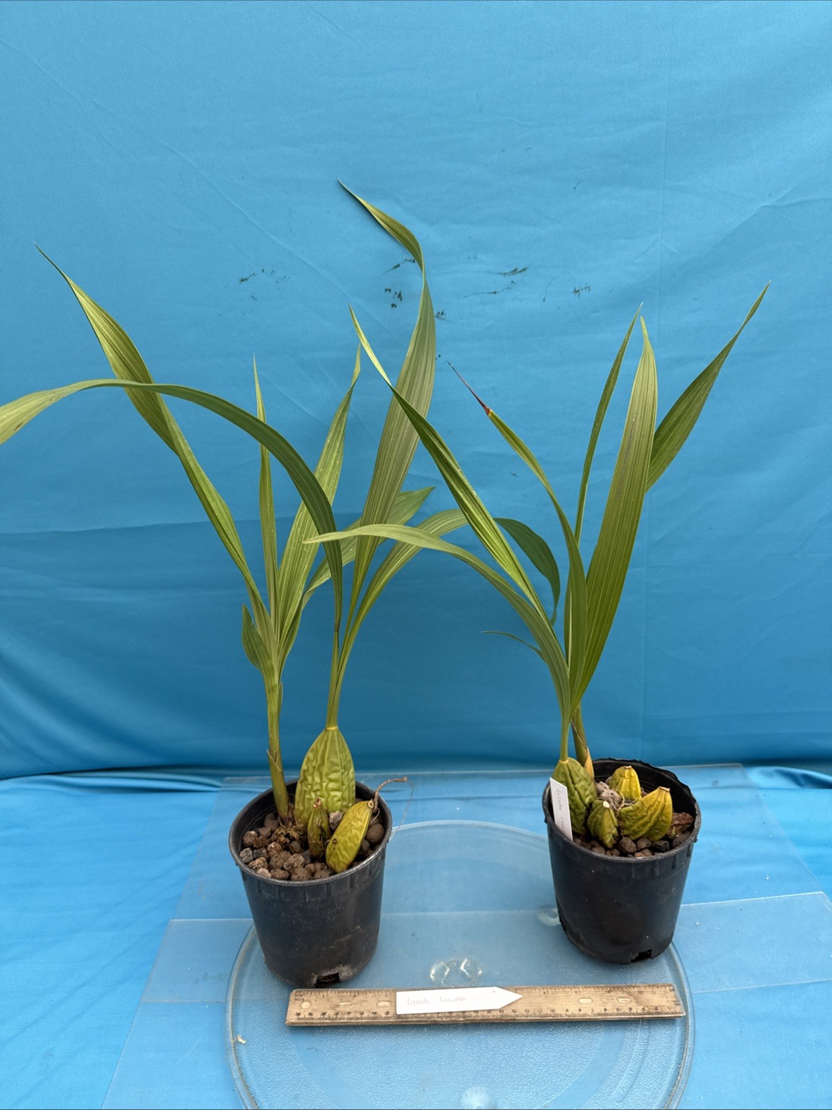Lycaste (Ida) locusta Green White Bloom Size Orchid Species New Grow 5.5” Pot