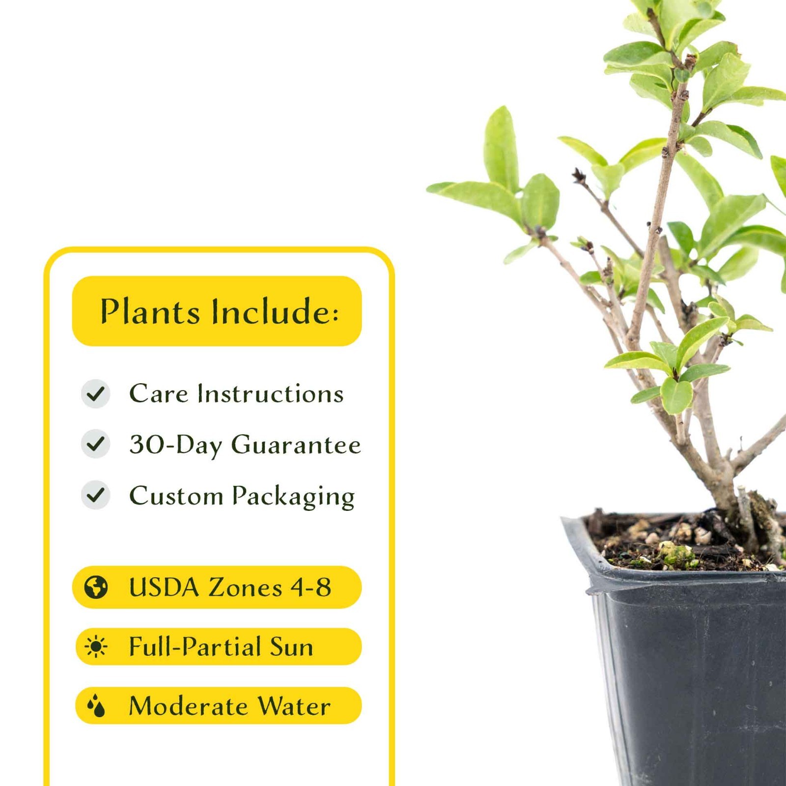 2 Lodense Privet Plants in 3.5″ Cubes, Compact Dwarf Evergreen Shrub (Ligustrum)