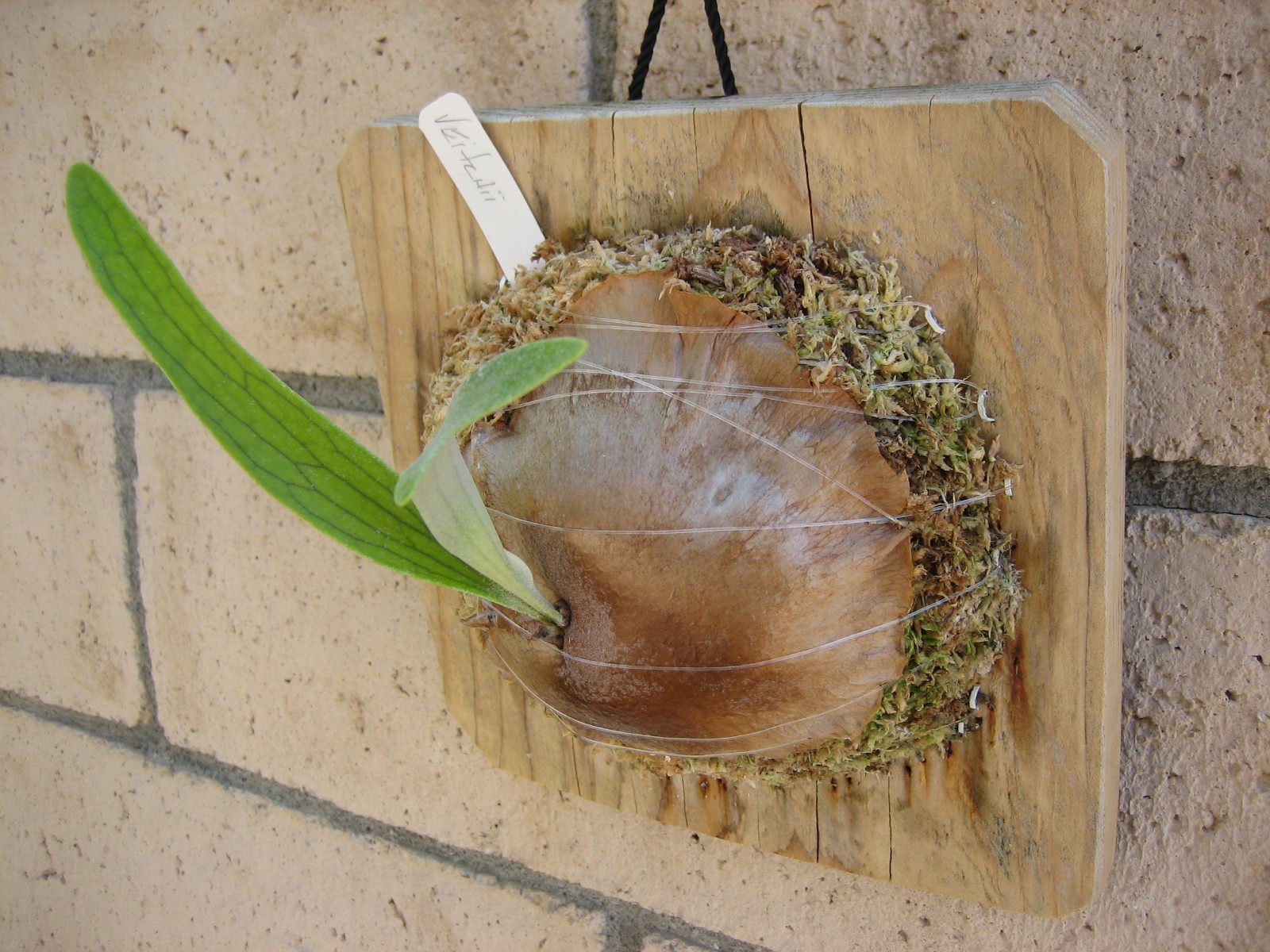 Staghorn Fern – Veitchii – Platycerium
