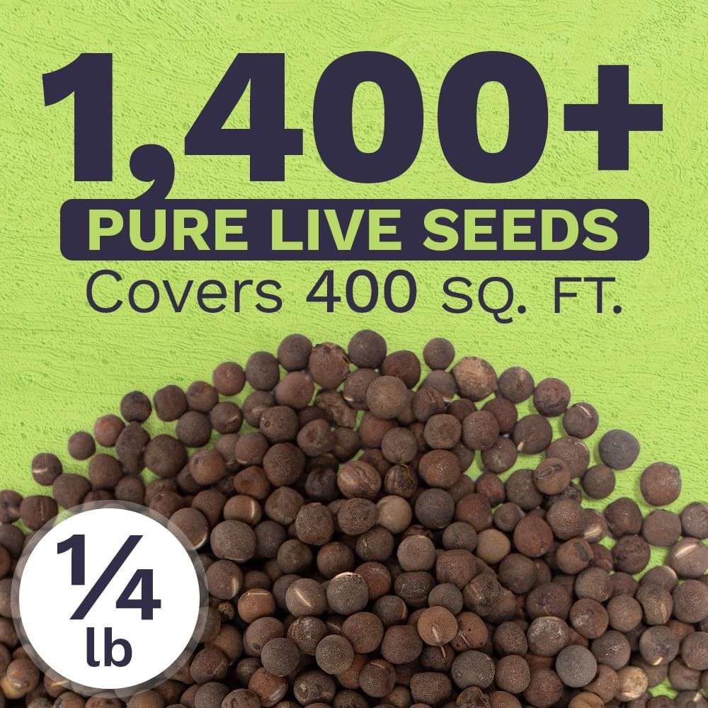 Sweet Pea Seeds Heirloom Mix – Bulk 1/4 Pound Bag – Over 1400 – Large Fragrant