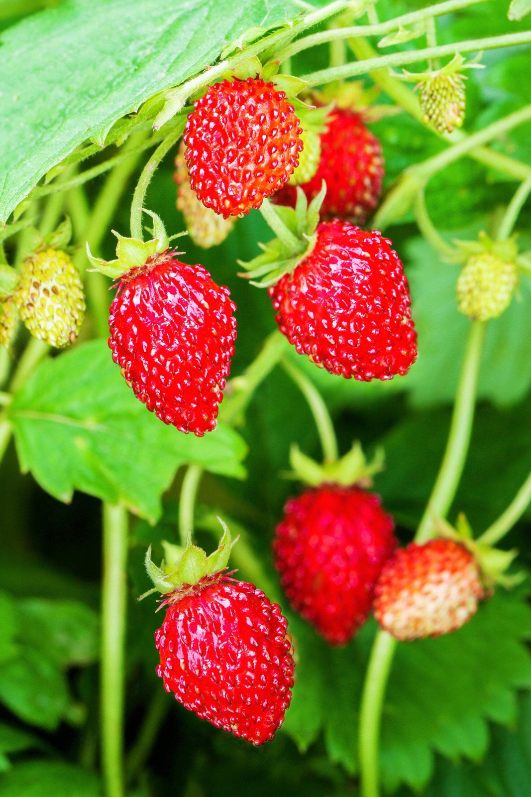 80 California WOODLAND STRAWBERRY Fragaria Vesca Bracteata Red Berry Fruit Seeds