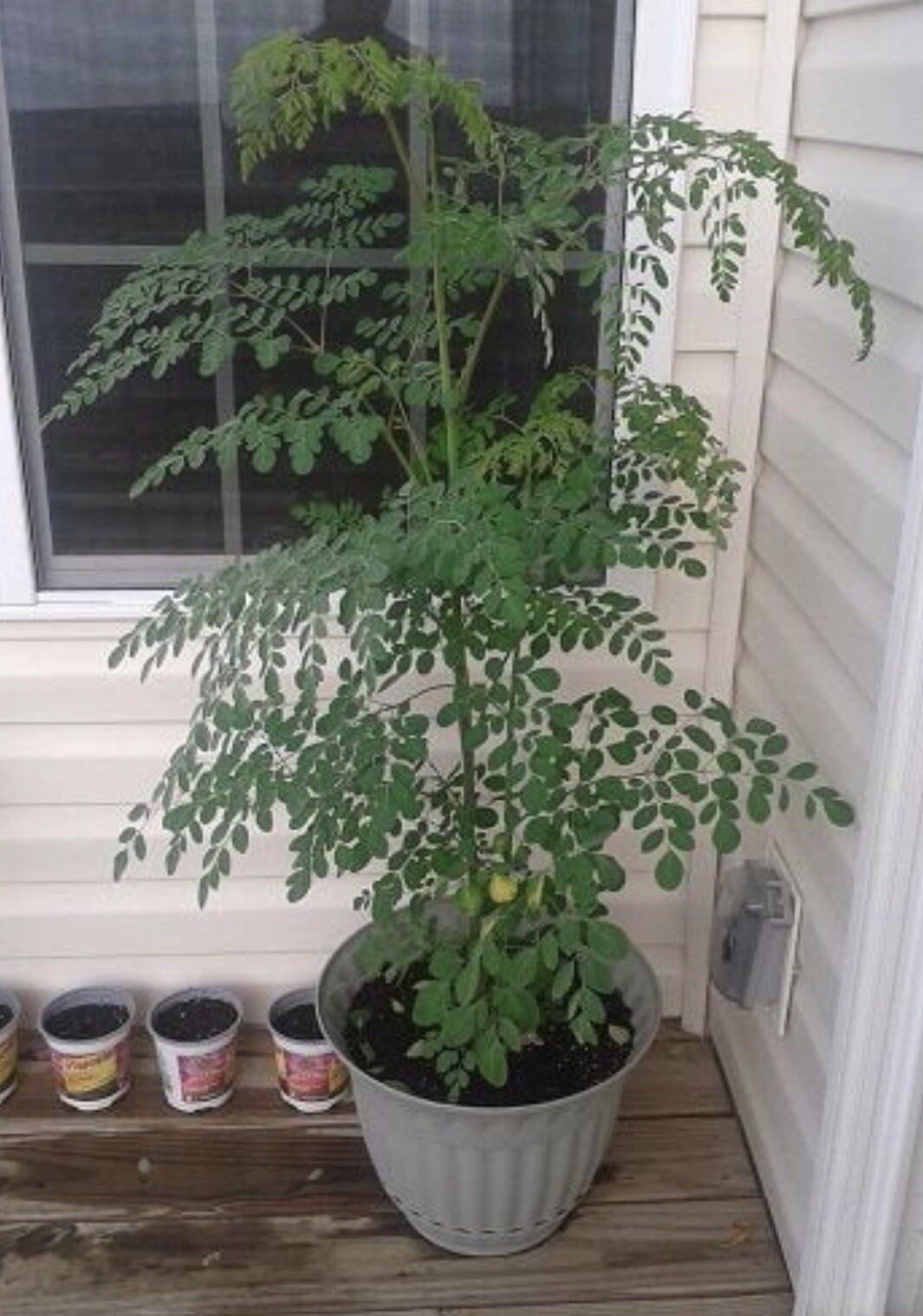 100+ SEEDS Organic Moringa | Malunggay SEEDS for Planting
