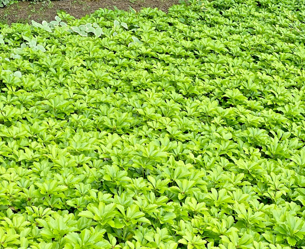10Japanese Spurge – Pachysandra – Hardy Groundcover 10 Years Old Bare Root
