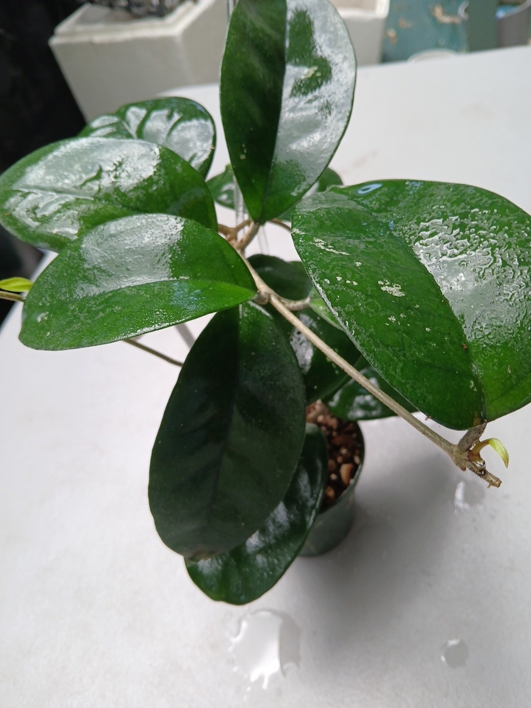 #379- HOYA FUNGI I LIVE PLANT, LARGE LEAF, LARGE PLANT,